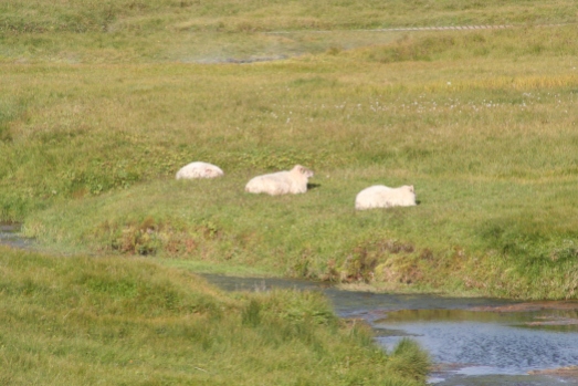 Lo sapete che in Islanda ci sono più pecore che persone?!?!